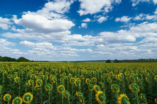 Helles Sonnenblumenfeld Eine Schöne Landschaft Einem Sommertag — Stockfoto