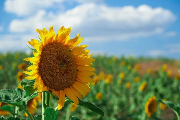 Campo Girasole Luminoso Bellissimo Paesaggio Una Giornata Estiva — Foto Stock