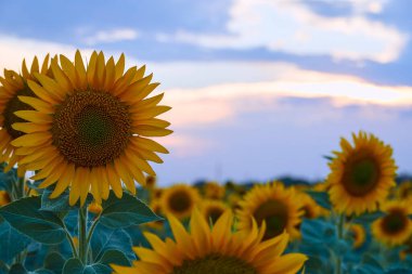 Parlak ayçiçeği tarlası, güzel bir manzara ve gün batımı