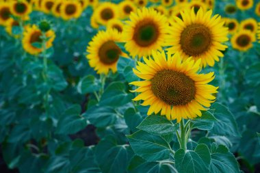 Ayçiçeği tarlası, güzel bir yaz günü manzarası.