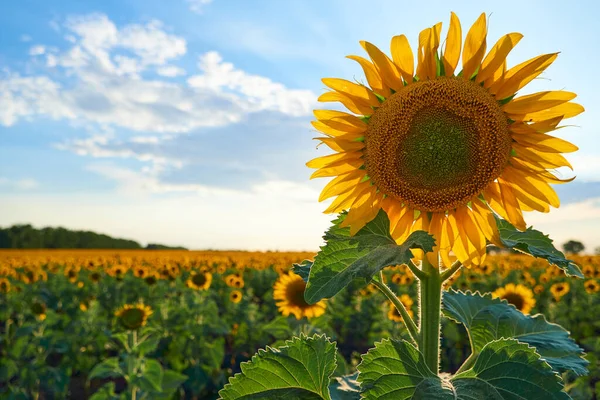 Яскраве Соняшникове Поле Красивий Пейзаж Літній День — стокове фото