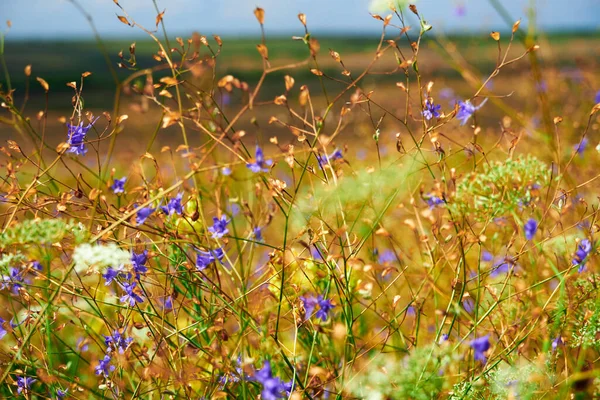 Schöne Sommerlandschaft Mit Gelben Wildblumen — Stockfoto