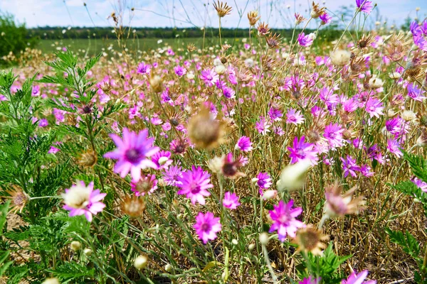 Schöne Sommerlandschaft Mit Rosa Wildblumen — Stockfoto