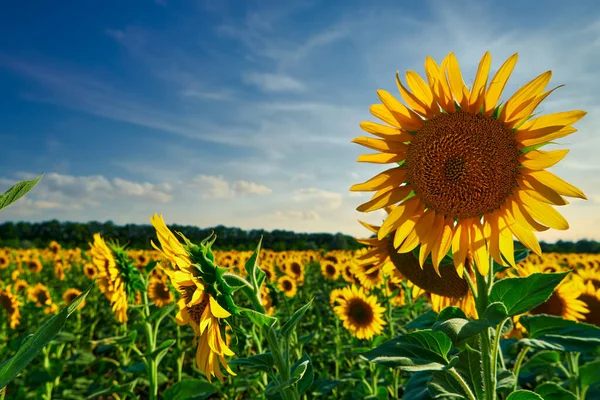 Sunflower Bright Field Yellow Flowers Beautiful Summer Landscape Sunset — Stock Photo, Image