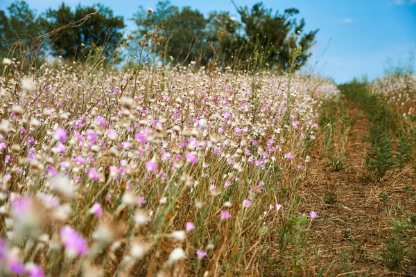 Schöne Sommerlandschaft Mit Rosa Wildblumen — Stockfoto