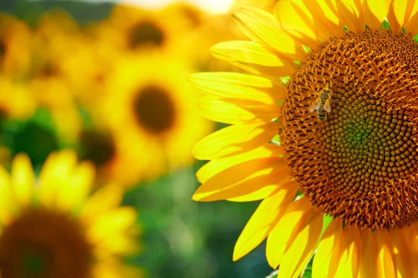 Ayçiçeği, sarı çiçekli parlak tarla, güzel yaz manzarası