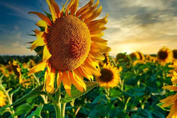 Соняшник Яскраве Поле Жовтими Квітами Красивий Літній Пейзаж — стокове фото
