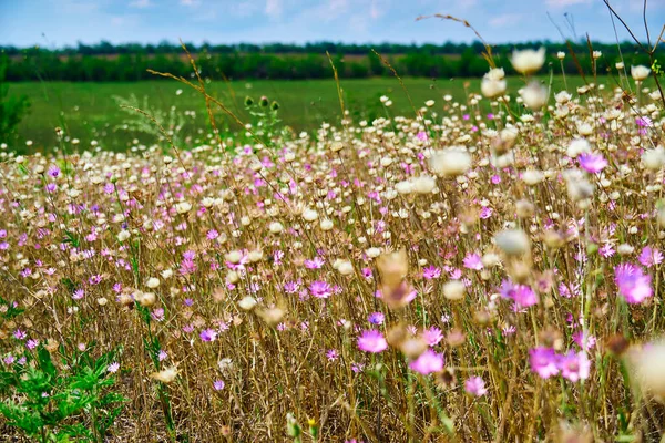 Schöne Sommerlandschaft Mit Rosa Wildblumen — Stockfoto