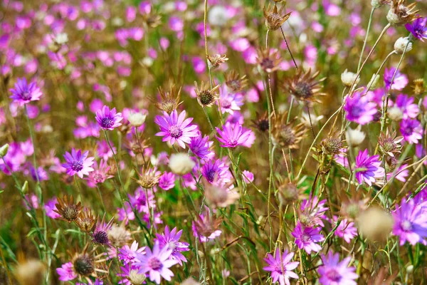ピンクの野生の花と美しい夏の風景 — ストック写真