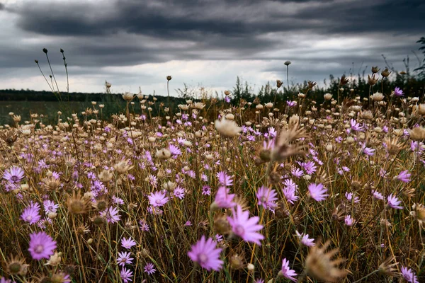 อนท สวยงาม ดอกไม ชมพ — ภาพถ่ายสต็อก