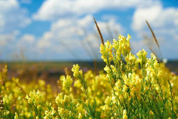 Hermoso Paisaje Verano Con Flores Silvestres Amarillas —  Fotos de Stock