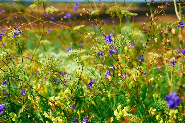 黄色の野生の花と美しい夏の風景 — ストック写真