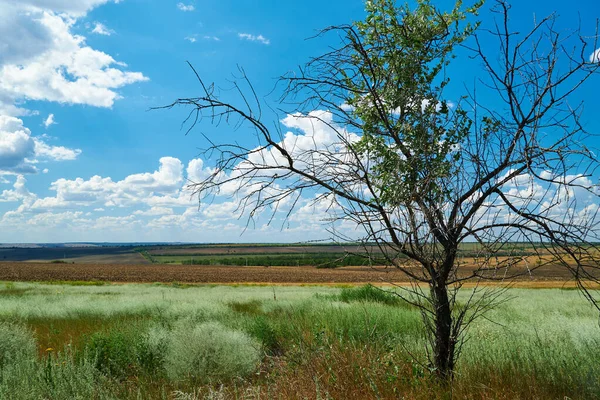 Vackert Sommarlandskap Med Gräs Och Torrt Träd — Stockfoto