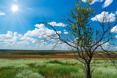 Çimenli ve kuru ağaçlı güzel yaz manzarası