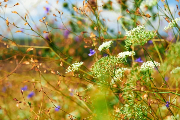 Schöne Sommerlandschaft Mit Gelben Wildblumen — Stockfoto