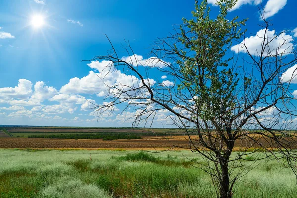 Çimenli ve kuru ağaçlı güzel yaz manzarası