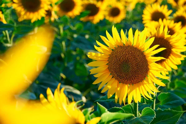 Girassol Campo Brilhante Com Flores Amarelas Bela Paisagem Verão Pôr — Fotografia de Stock