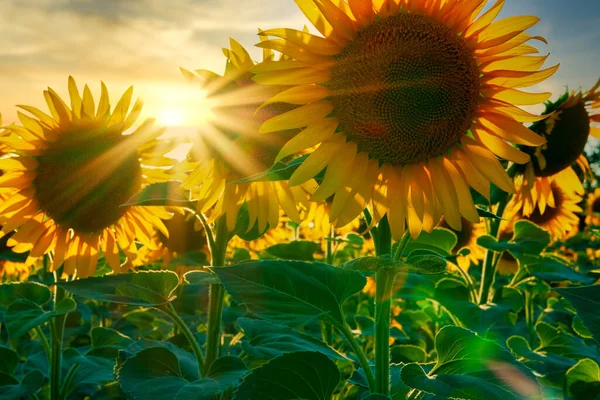 Sonnenblume Helles Feld Mit Gelben Blumen Schöne Sommerlandschaft Sonnenuntergang — Stockfoto