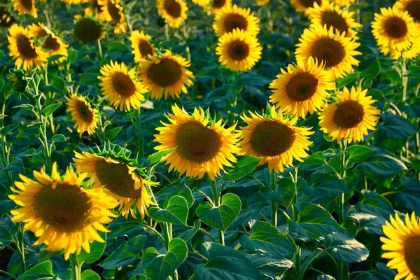 Sunflower Bright Field Yellow Flowers Beautiful Summer Landscape Sunset — Stock Photo, Image