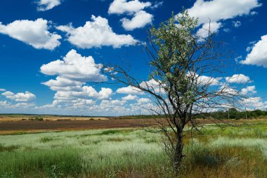 Çimenli ve kuru ağaçlı güzel yaz manzarası