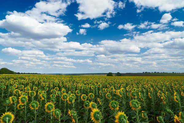 Helles Sonnenblumenfeld Eine Schöne Landschaft Einem Sommertag — Stockfoto