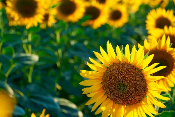Ayçiçeği - sarı çiçekli parlak tarla, gün batımında güzel yaz manzarası