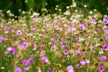 Pembe kır çiçekleriyle güzel bir yaz manzarası
