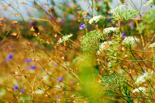 Schöne Sommerlandschaft Mit Gelben Wildblumen — Stockfoto