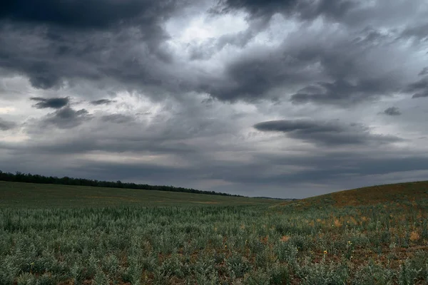 Paisagem Dramática Com Grama Céu Escuro — Fotografia de Stock