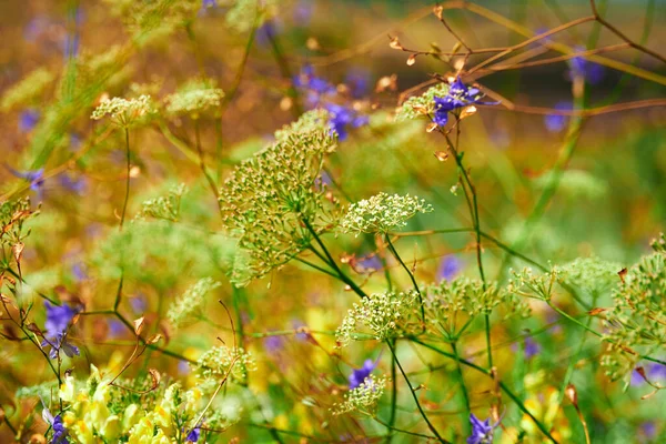 Beautiful Summer Landscape Yellow Wild Flowers — Stock Photo, Image