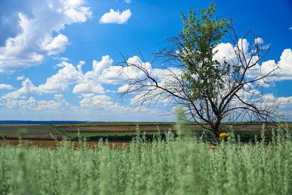 Piękny Letni Krajobraz Trawą Dzikimi Kwiatami — Zdjęcie stockowe