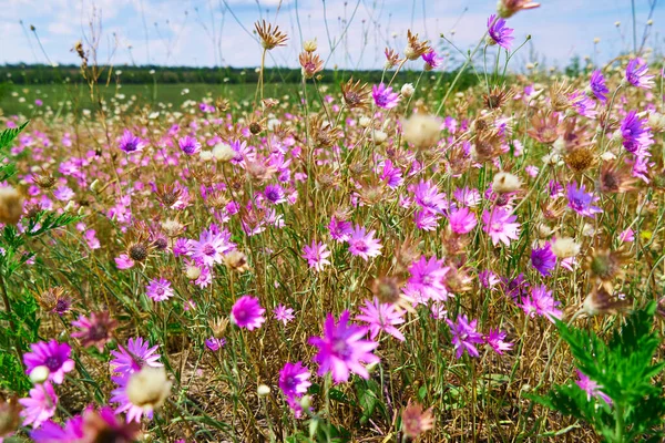 Schöne Sommerlandschaft Mit Rosa Wildblumen — Stockfoto