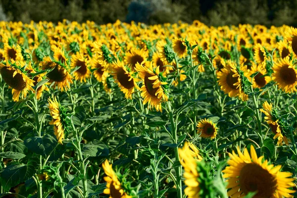 Sunflower Bright Field Yellow Flowers Beautiful Summer Landscape Sunset — Stock Photo, Image