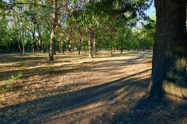 Natureza Trilha Cidade Parque Início Manhã Luz Solar Brilhante Longas — Fotografia de Stock