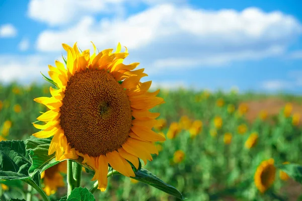 Яскраве Соняшникове Поле Красивий Пейзаж Літній День — стокове фото