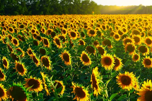 Solros Ljust Fält Med Gula Blommor Vackert Sommarlandskap — Stockfoto