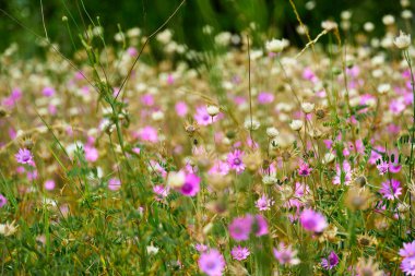 Pembe kır çiçekleriyle güzel bir yaz manzarası