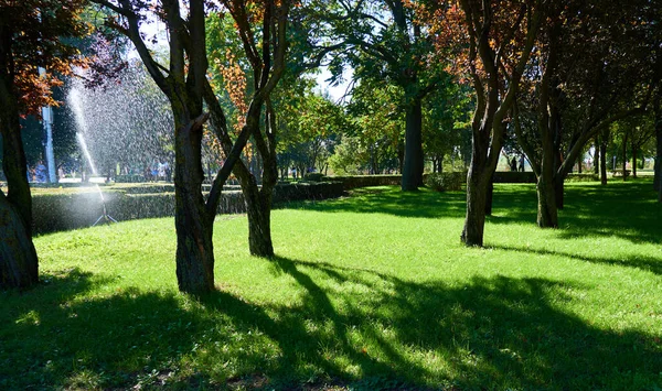 Яркий День Городском Парке Зеленая Трава Газона Деревья Полив Растений — стоковое фото