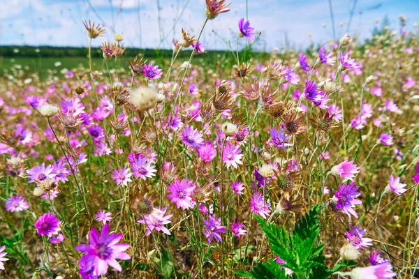 ピンクの野生の花と美しい夏の風景 — ストック写真