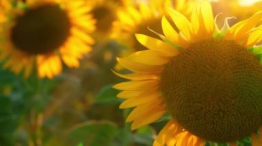 Parlak ayçiçeği tarlası, güzel bir manzara ve gün batımı