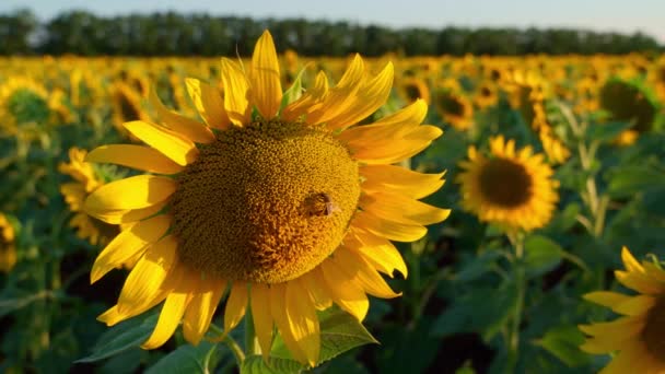 Helles Sonnenblumenfeld Eine Wunderschöne Landschaft Und Sonnenuntergang — Stockvideo