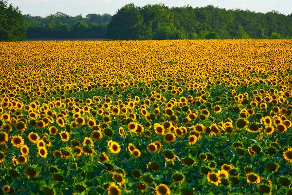 Sunflower Bright Field Yellow Flowers Beautiful Summer Landscape — Stock Photo, Image