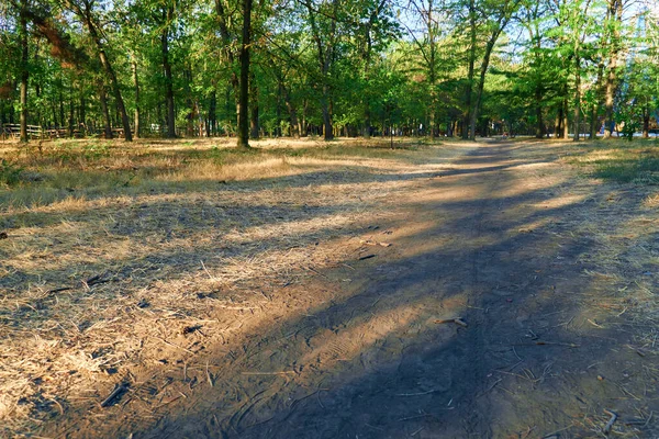 Природа Тропа Городском Парке Рано Утром Яркий Солнечный Свет Длинные — стоковое фото