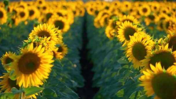 Helles Sonnenblumenfeld Eine Wunderschöne Landschaft Und Sonnenuntergang — Stockvideo