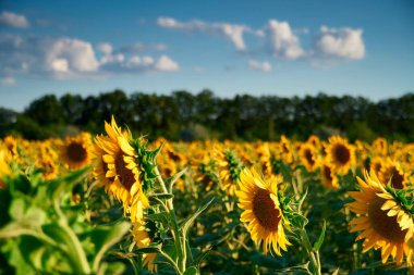 Ayçiçeği - sarı çiçekli parlak tarla, gün batımında güzel yaz manzarası