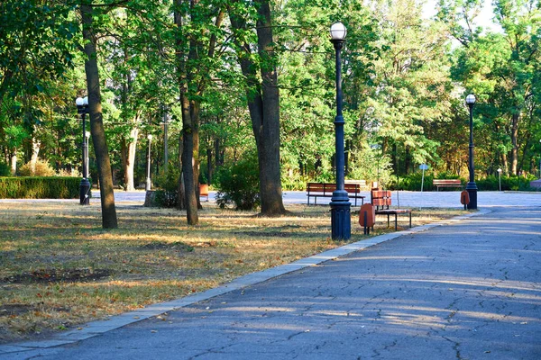 Doğa, şehir parkında sabah erken saatlerde, parlak güneş ışığı ve uzun ağaçlar.