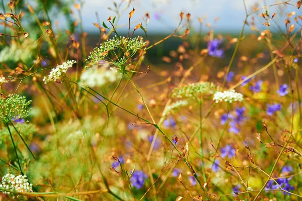 Hermoso Paisaje Verano Con Flores Silvestres Amarillas — Foto de Stock