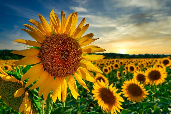 Sonnenblume Helles Feld Mit Gelben Blumen Schöne Sommerlandschaft Sonnenuntergang — Stockfoto