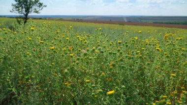 Çimen ve kır çiçekleriyle güzel bir yaz manzarası