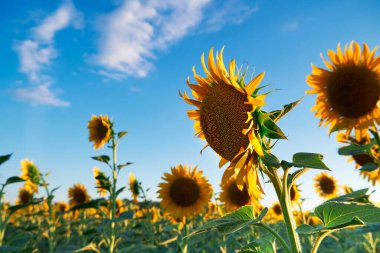 Ayçiçeği - sarı çiçekli parlak tarla, gün batımında güzel yaz manzarası